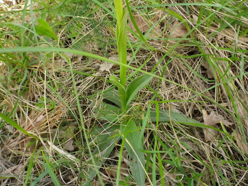 Orchidea rosa - Neotinea tridentata